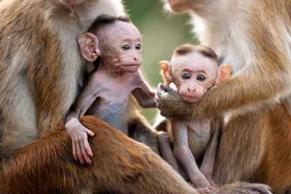 Au royaume des singes Au royaume des singes