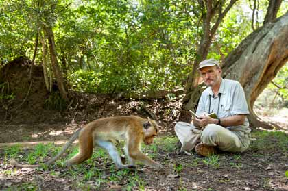 Au royaume des singes Au royaume des singes