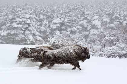 Des bisons dans la neige - Les saisons Des bisons dans la neige - Les saisons
