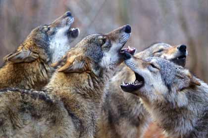Les saisons - une meute de loups Les saisons - une meute de loups